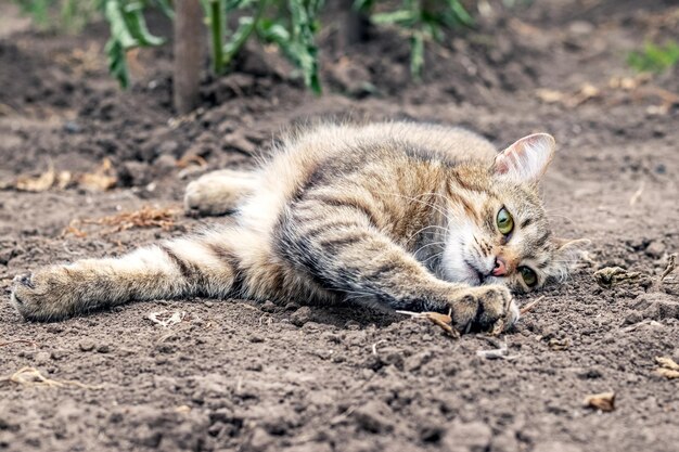 ぶち猫は、猫が休んでいるトマトの茂みの近くのベッドで地面に横たわっています