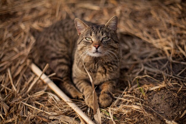 ぶち猫は乾いた草の上で眠っています猫は乾いた黄色い葦のあくびで遊んで太陽の下で横たわっています