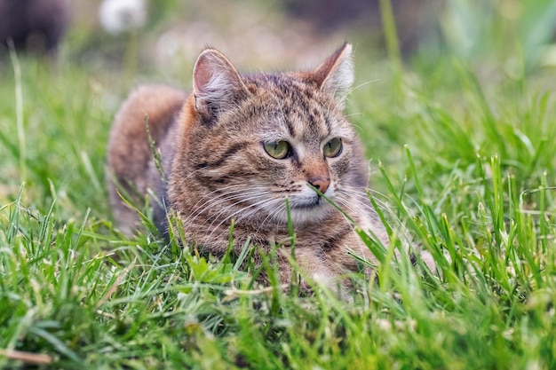 A tabby cat lies in the garden in the green grass