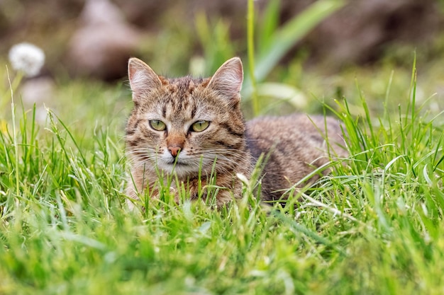 A tabby cat lies in the garden in the green grass