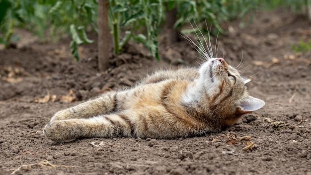 Полосатый кот лежит на земле в постели возле томатных кустов