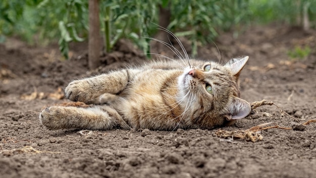 A tabby cat lies on the ground in a bed near tomato bushes