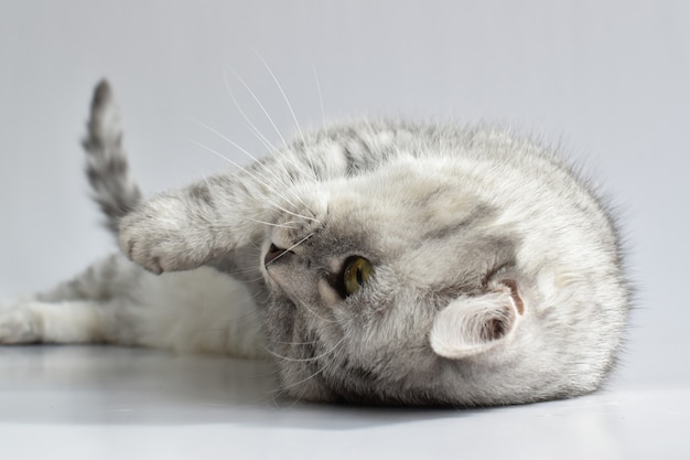 A tabby cat lies on its back on a white surface