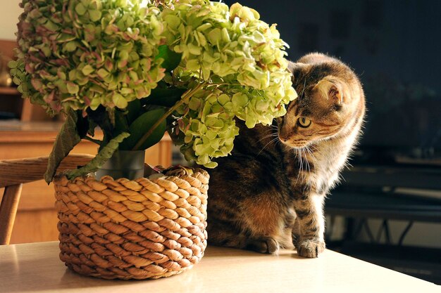 Кошка-табби смотрит на комнатное растение дома