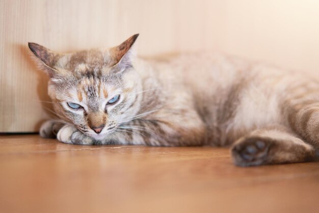 トラ猫が床に寝そべって眠そうに見える