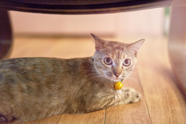 Tabby cat ly under rocking chair