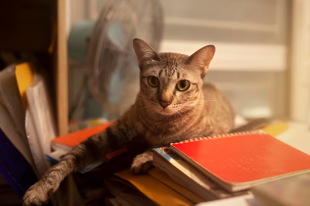 タビー猫が本の山に横たわってカメラを見ている