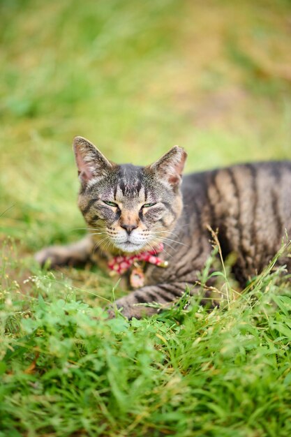 Foto gatto tabby che fa una faccia addormentata