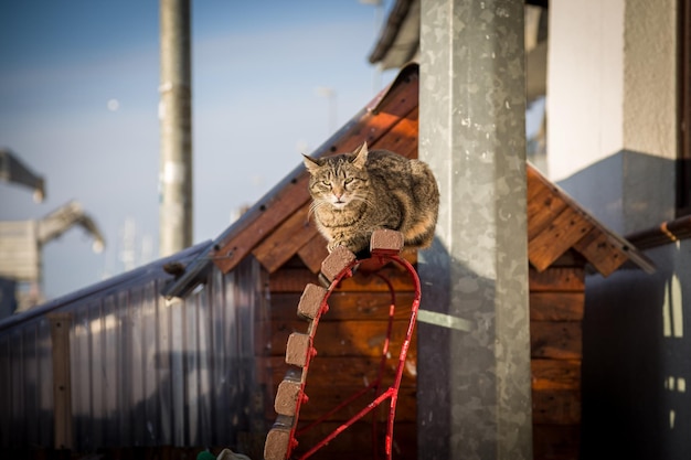 Фото Кошка на скамейке на открытом воздухе