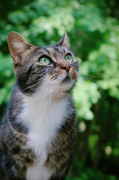 Tabby cat outdoors