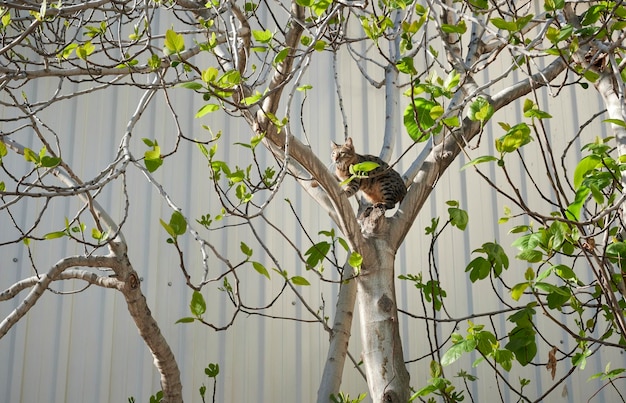 A tabby cat perched on a tree branch