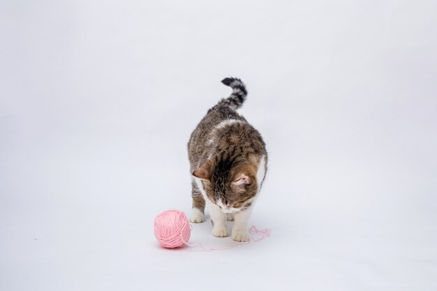 分離された白の毛皮のピンクのボールで遊ぶトラ猫