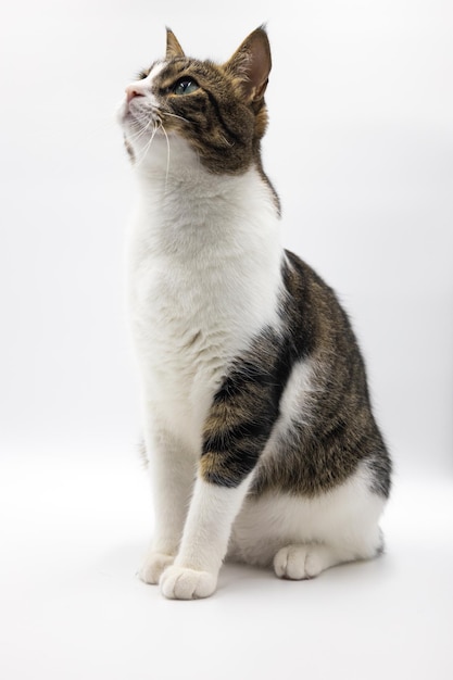 Tabby cat portrait on white background Beautiful and cute cat posing