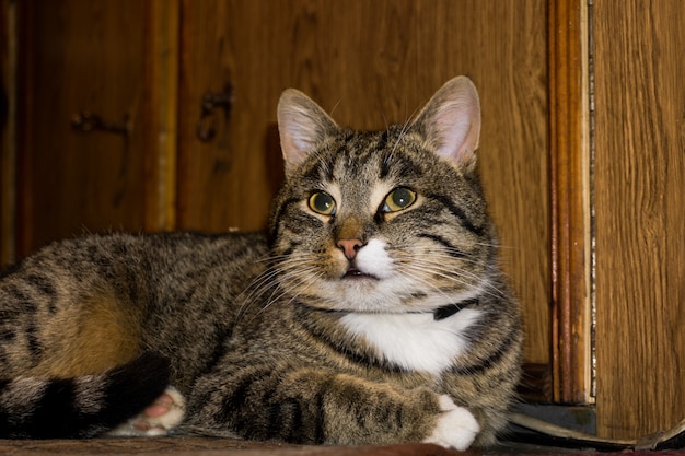 Tabby cat posing