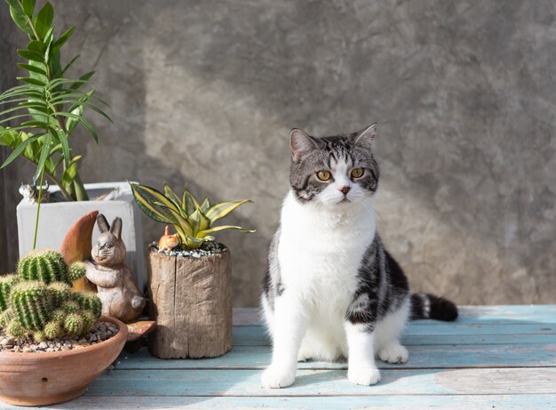 Il gatto del tabby si siede sulla tavola di legno blu con un cactus nel vaso di terracotta verdeggiante