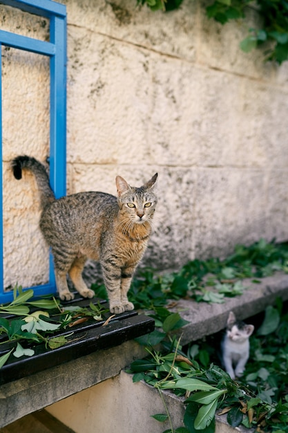 Tabby cat sits on a bench near a stone wall next to a kitten