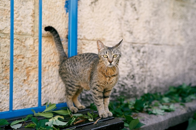 Tabby cat sits on a bench near a stone wall