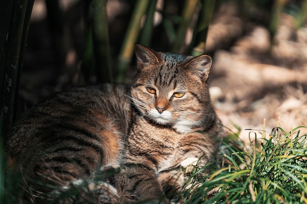 A tabby cat sits in the grass