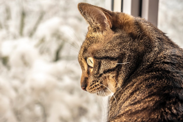 ぶち猫が座って、冬の景色を眺めながら窓の外を見ています。ベンガル猫。テキスト用のスペース。暖かさと家庭の快適さ。ホームレスの動物の問題。動物保護の日。獣医学。去勢