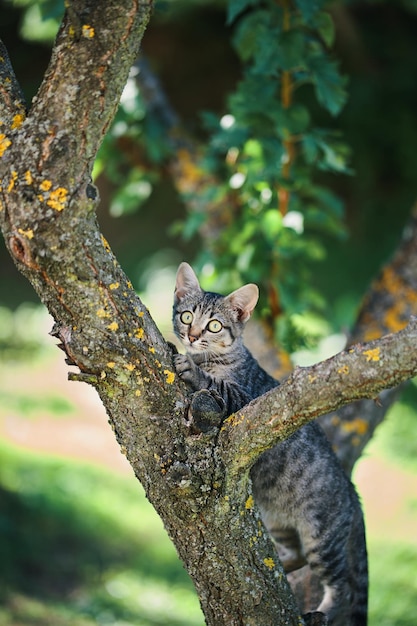 A tabby cat sits on a tree branch.