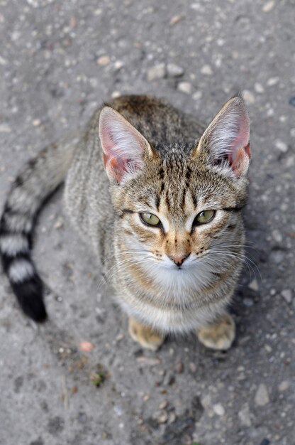 Tabby cat sitting under the table and asks to eat. Ð¡at looking up.