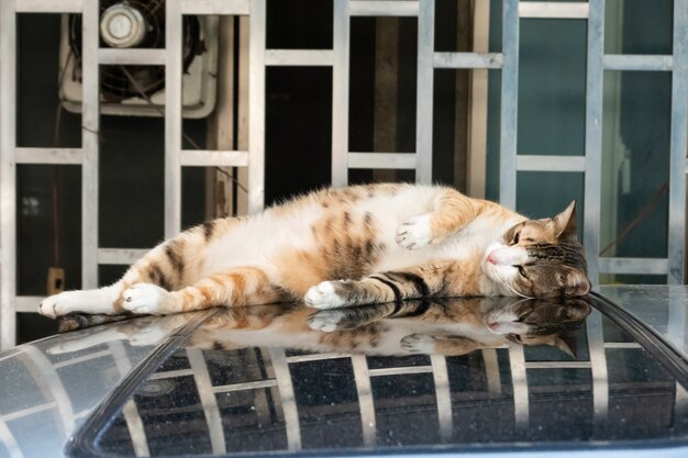 Tabby cat sleep on the top of a car in the outside