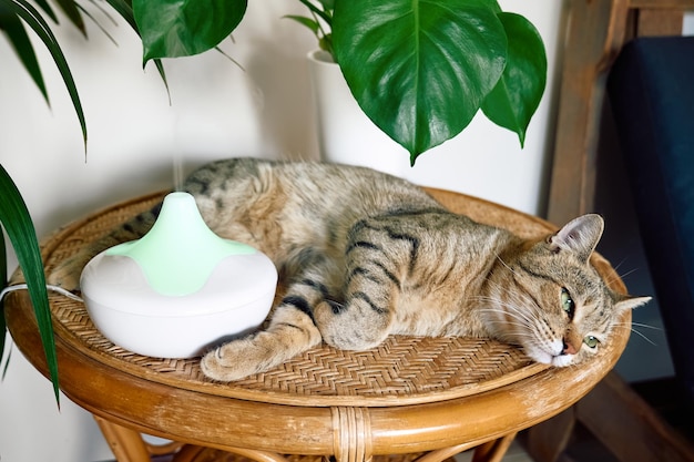 Tabby cat sleeping near home air humidifier or essential oil diffuser cleaning air and vaporizing steam up into the air Ultrasonic technology Taking care of health of children plants and pets