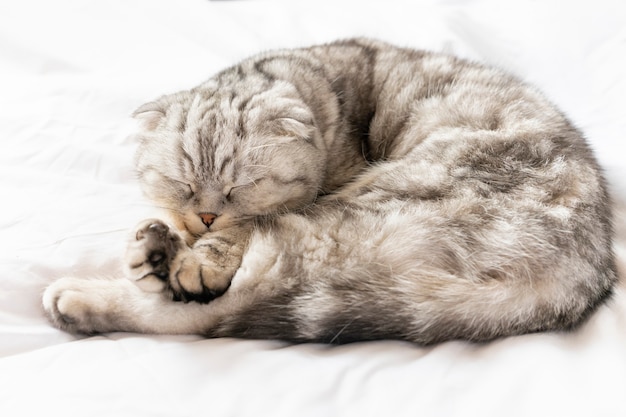 Photo tabby cat sleeps cute on a white plaid