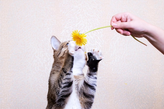 Tabby cat sniffing yellow dandelions in hand