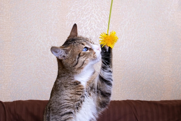 Tabby cat sniffing yellow dandelions in hand