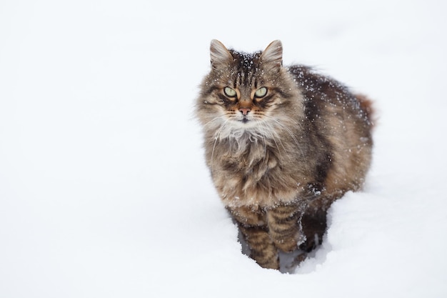 Tabby cat in snow