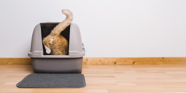 Tabby cat step inside a litter box and poops or pee, banner size, copyspace for your individual text.