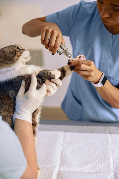 Tabby cat undergoes claws cutting procedures with veterinarian in clinic