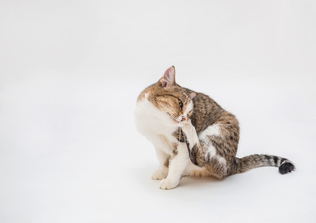 Tabby cat on a white space. Domestic adult cat with fleas. The cat scratches its ear with its paw.