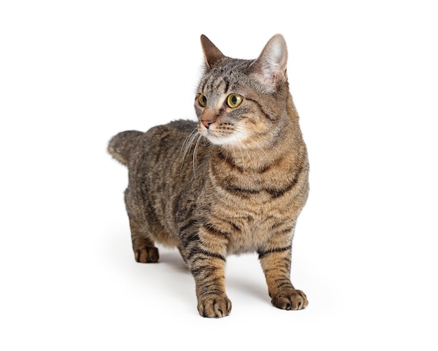 Tabby cat on white standing looking side