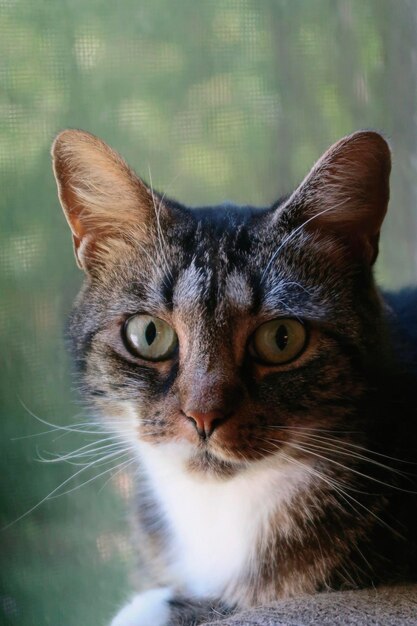 Photo tabby cat in window