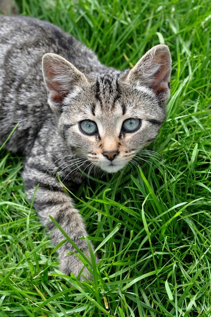 Tabby cat with beautiful eyes lies in the green grass on a Sunny day