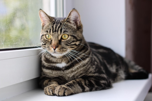 A tabby cat with bright eyes looks into the camera while sitting by the window