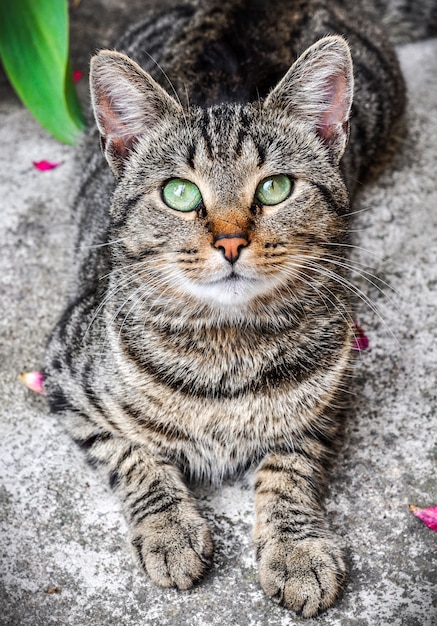 tabby cat with green eyes close up portrait