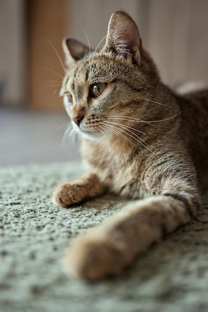 tabby cat with green eyes lies comfortably on a carpet