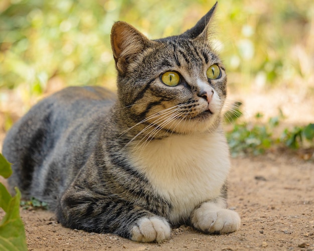 A tabby cat with a white chest sits on a dirt path.