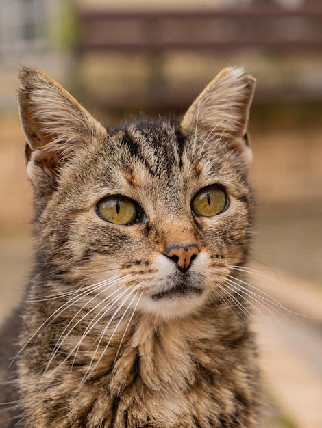 A tabby cat with yellow eyes