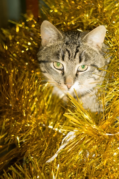 Foto tabby cat e yellow tinsel