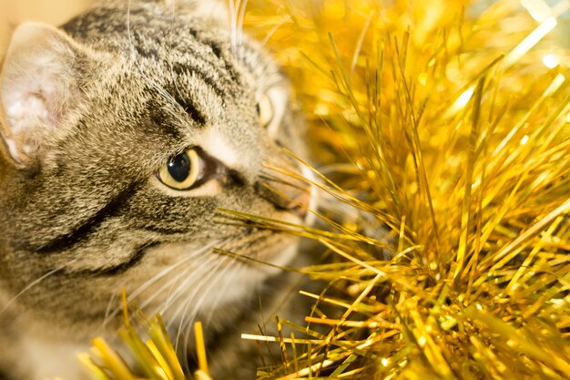 タブビー猫とイエローティンセル