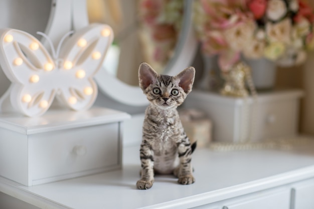 tabby devonrex kitten zit op de kaptafel