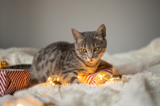 Gatto grigio tabby con luci ghirlande natalizie, che giocano a letto, messa a fuoco selettiva