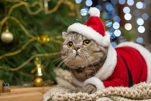 Tabby and the happy cat Christmas season 2018 new year holidays and holidays