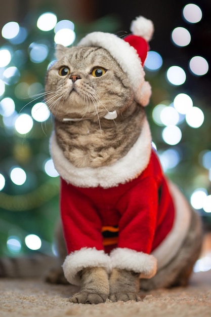 Tabby and the happy cat Christmas season 2019 new year holidays and holidays