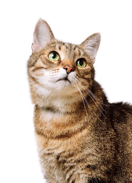 Tabby home adult cat looks up Isolated. 