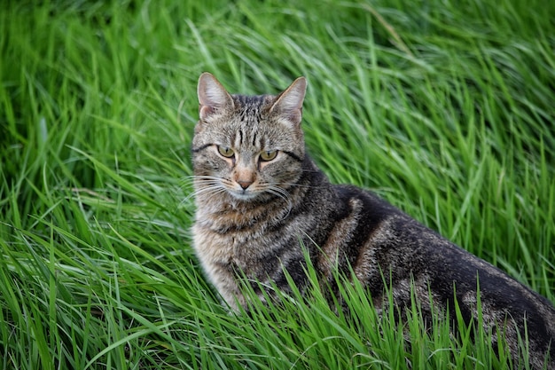 Tabby kat buiten